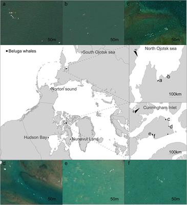 Relation between beluga whale aggregations and sea temperature on climate change forecasts